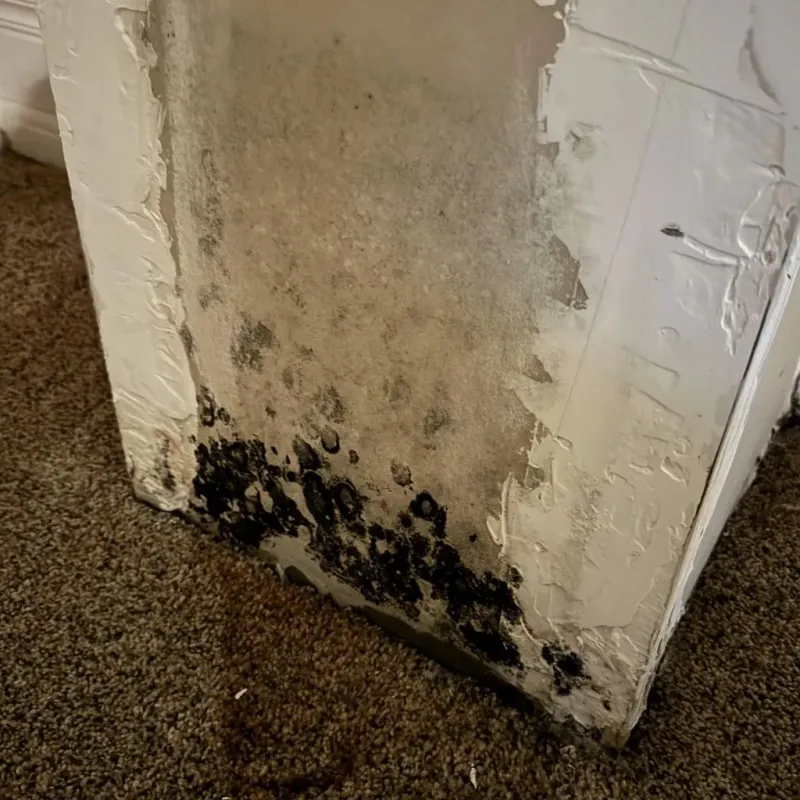 Professional Mold Removal in Monroe County, TN